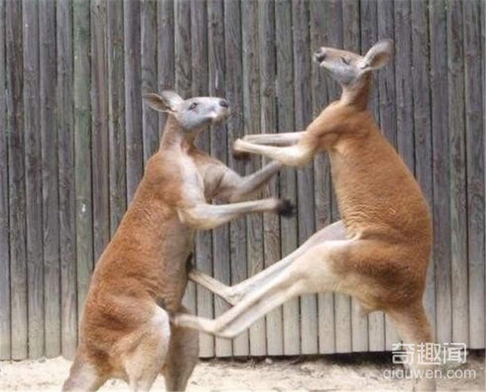 澳大利亚拳击袋鼠走红 是动物界的健美先生