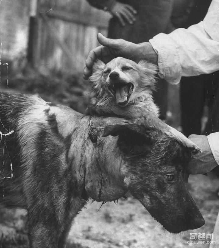 1959年前苏联执行世界第一例狗头移植手术，结局太匪夷所思(1)