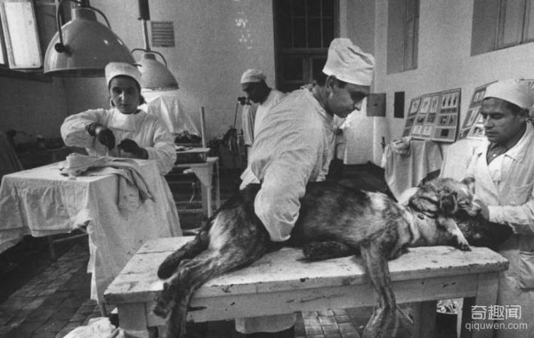 1959年前苏联执行世界第一例狗头移植手术，结局太匪夷所思(2)