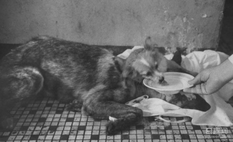1959年前苏联执行世界第一例狗头移植手术，结局太匪夷所思(3)