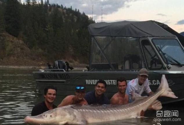 加拿大男孩捕获80岁580斤重“猪鼻”鲟鱼
