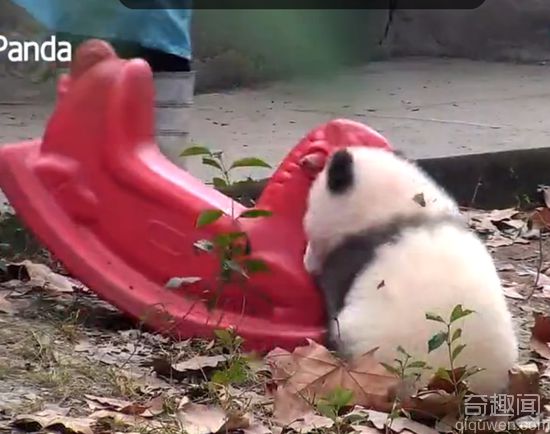 萌翻了！熊猫宝宝骑木马走红