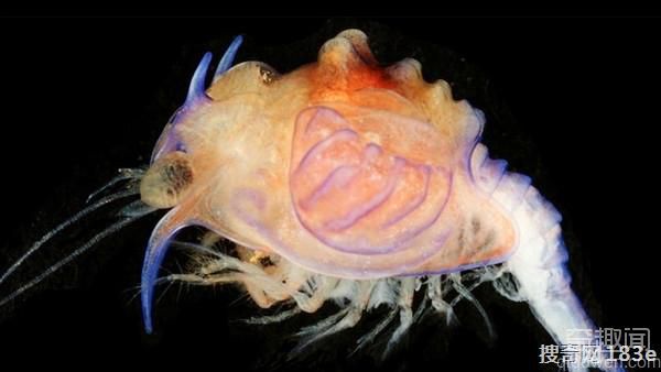 解开「异界幼虫」身份之谜从透明蓝壳蜕变成深海红虾