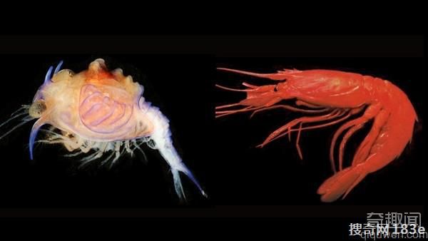 解开「异界幼虫」身份之谜从透明蓝壳蜕变成深海红虾