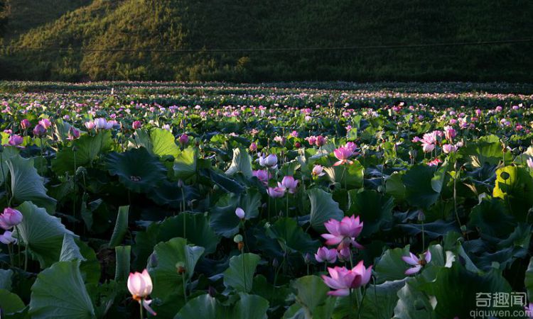 中国莲花第一村 获得世界最大莲池的称号