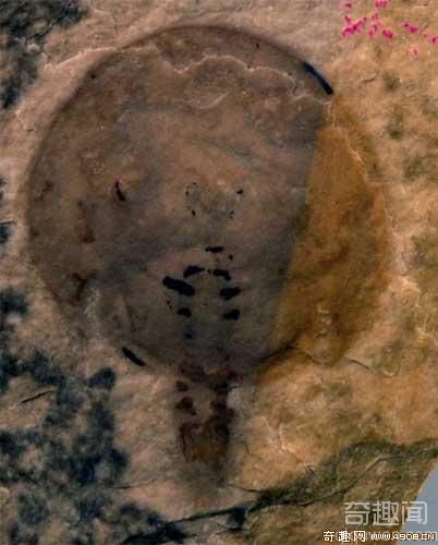 [图文]新发现最古鲎化石较原估计早1亿年