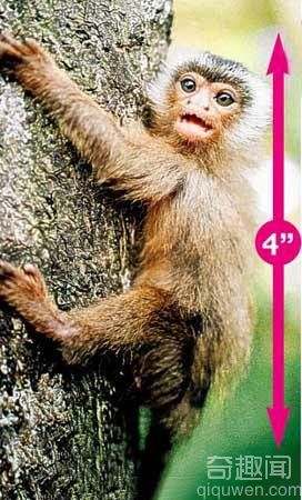 世界上最小的猴子 体重在48克至79克之间 【图】