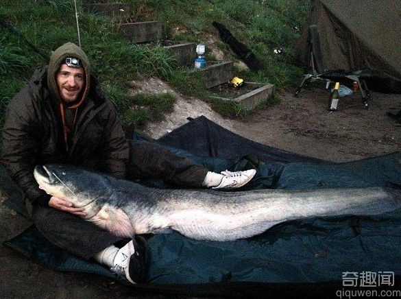 英国地区两米长最大淡水鱼巨型鲶鱼重达106斤