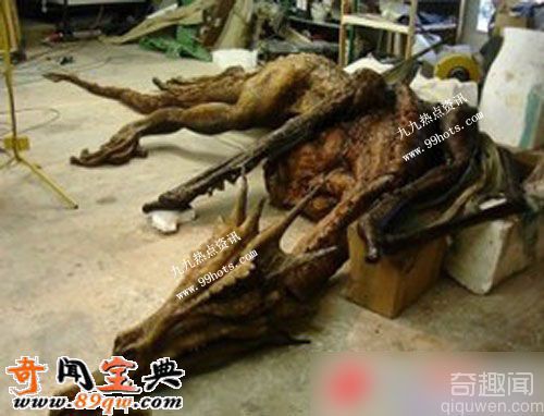真龙被首次发现并拍摄  图揭真龙尸体和标本