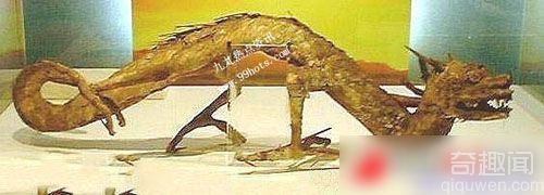 真龙被首次发现并拍摄  图揭真龙尸体和标本