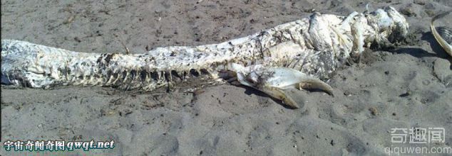 西班牙海滩现怪兽死尸:长达4米通体呈雪白色