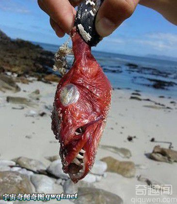 南非海岸现面目最狰狞鱼网友称其"魔鬼鱼" 专家:原为鹤姥鱼