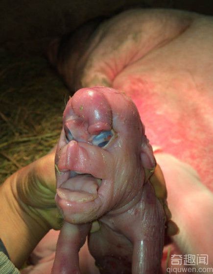 广西养猪场母猪产下长相怪异的猪宝宝 侧面像孙悟空