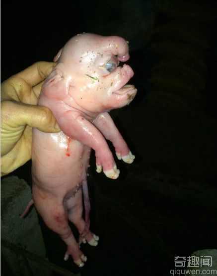 广西养猪场母猪产下长相怪异的猪宝宝 侧面像孙悟空