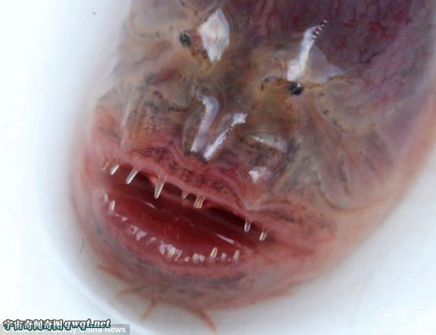 江苏惊现罕见紫鳗虾虎鱼 面相恐怖似异形生物