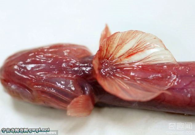 江苏惊现罕见紫鳗虾虎鱼 面相恐怖似异形生物