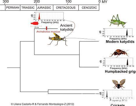 1.65亿年前昆虫化石 重塑蟋蟀叫声