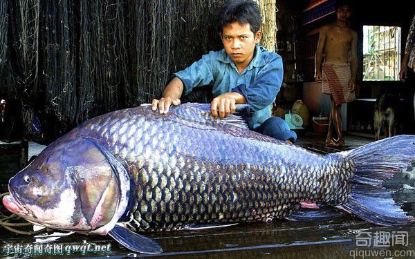 盘点自然界的庞然大物:黄貂鱼接近1200斤重