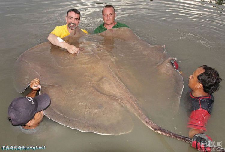 盘点自然界的庞然大物:黄貂鱼接近1200斤重