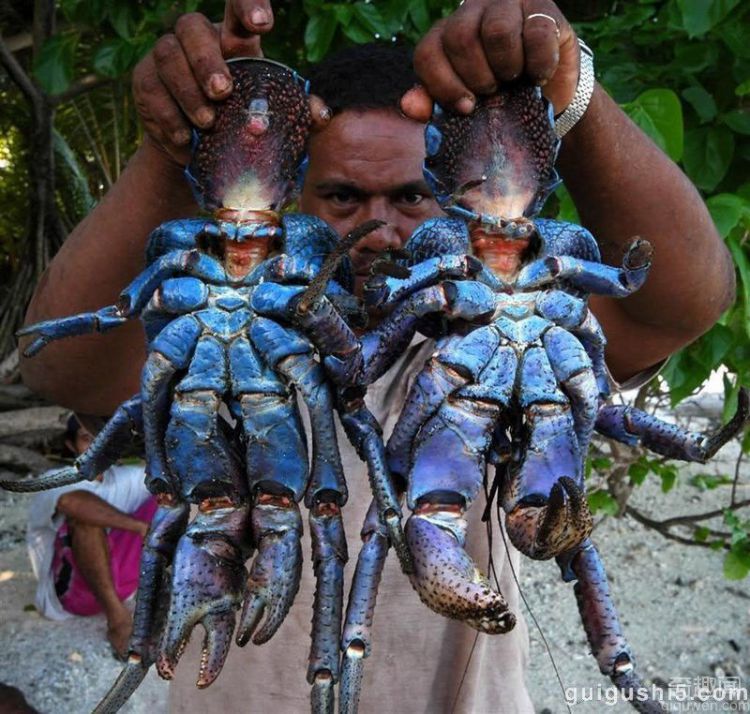 世界上最强壮的螃蟹：椰子蟹，力量巨大能剥开坚硬的椰子吃果肉