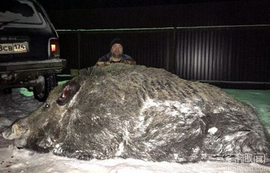 俄猎人击毙一只重500多公斤的巨型野猪