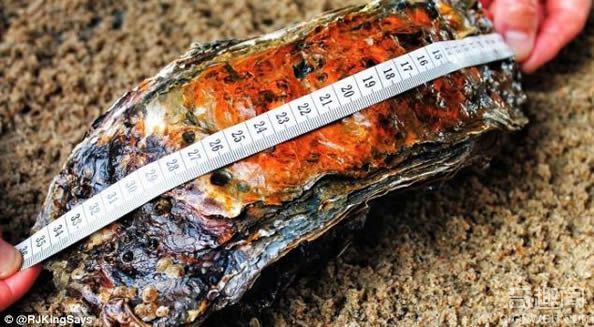 世界上最大的牡蛎 身长35.5nm有二十岁的年纪
