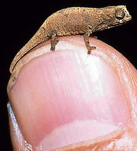 世界上最小的蜥蜴体长只有1.6厘米 能蜷缩在一分钱硬币上