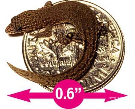 世界上最小的蜥蜴体长只有1.6厘米 能蜷缩在一分钱硬币上