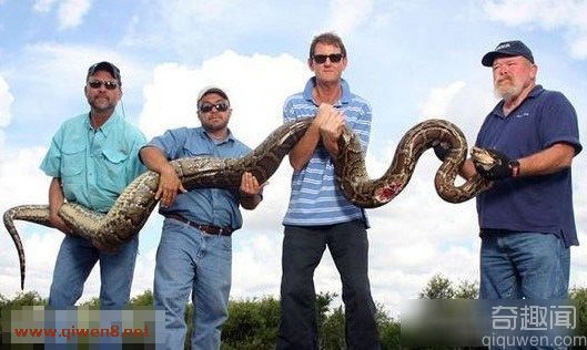 巨型大蟒蛇 100多米长的大蟒蛇