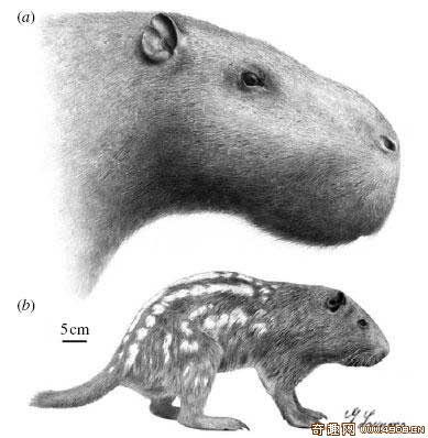 [图文]科学家在乌拉圭发现史前巨鼠 重达一吨