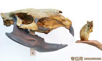 [图文]科学家在乌拉圭发现史前巨鼠 重达一吨