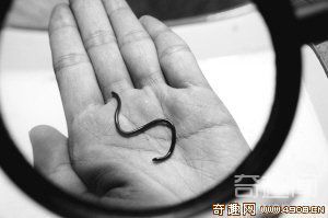 [图文]重庆发现世界上最小蛇的盲蛇长度仅为8厘米