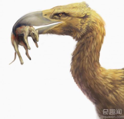 远古凶猛大鸟高达3米钩状巨嘴成顶级掠食者
