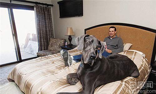 世界上最大的狗大乔治去世 年仅相当于人类50岁