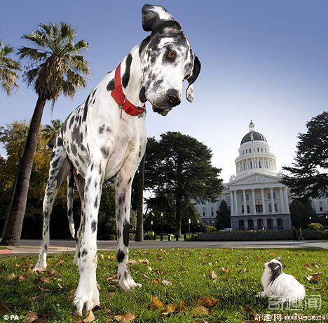 [图文]世界上最大的狗和最小的狗 都是世界纪录的保持者