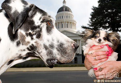 [图文]世界上最大的狗和最小的狗 都是世界纪录的保持者