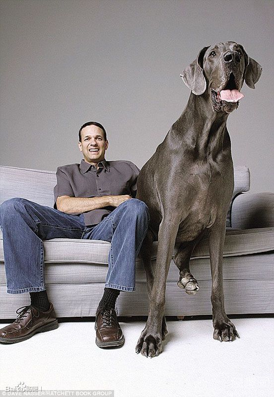 世界上最大的狗大乔治去世 年仅相当于人类50岁