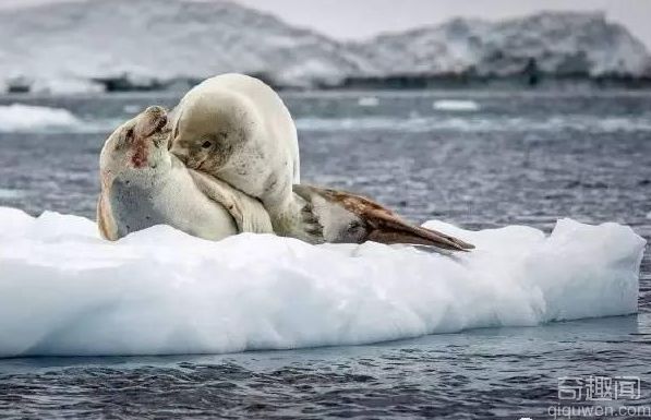 俩海豹在浮冰上爱爱 没想到发生这事