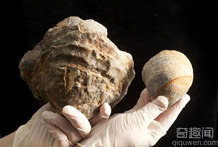 捕获一亿年前牡蛎化石 珍珠可能会与高尔夫球一般大