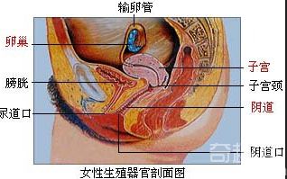 女性生殖器：女性性器剖析图