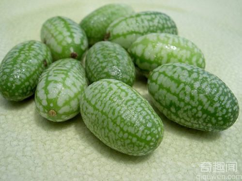 世界上最小的西瓜 只有橄榄的大小