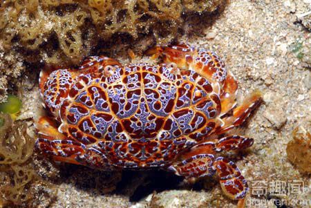 世界上绝对排名前五的最毒的螃蟹 毒死人最多的螃蟹