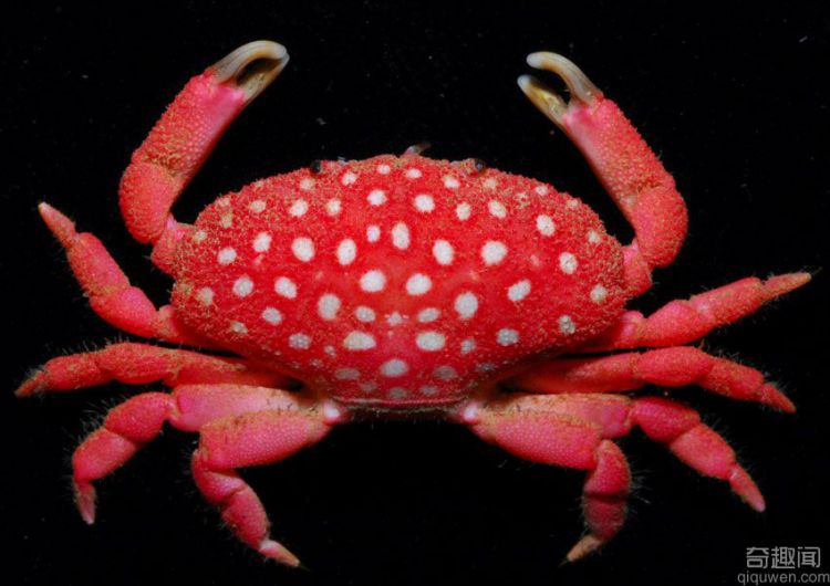 世界上绝对排名前五的最毒的螃蟹 毒死人最多的螃蟹