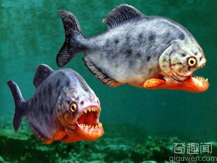 世界最恐怖的5种淡水鱼 令人望而生畏的动物