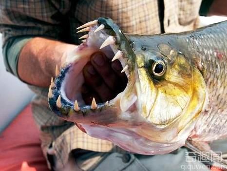 世界最恐怖的5种淡水鱼 令人望而生畏的动物