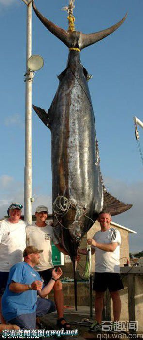 英男子仅用鱼竿鱼线捕捉到600公斤重巨鱼