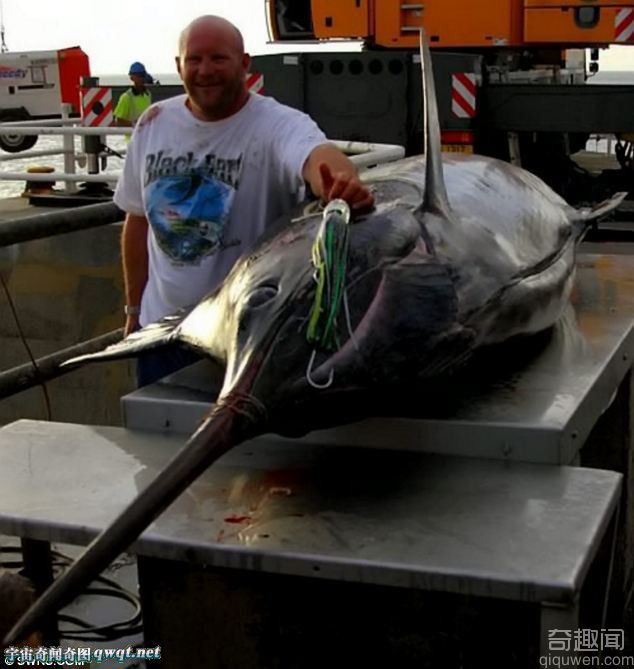 英男子仅用鱼竿鱼线捕捉到600公斤重巨鱼