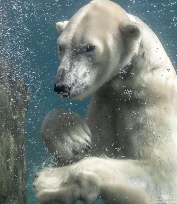 世界上最冷的工作 在北极寻北极熊的踪迹
