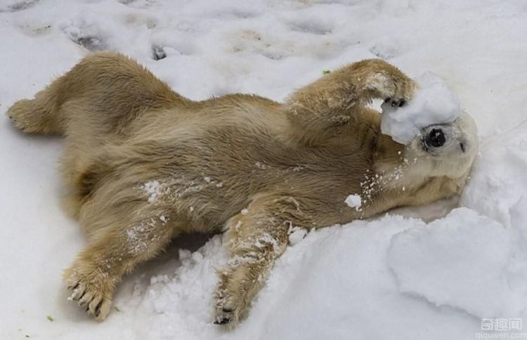 世界上最冷的工作 在北极寻北极熊的踪迹