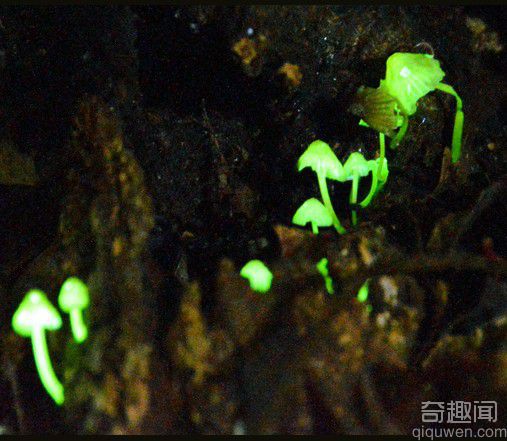 会发绿光的蘑菇 被称为“森林精灵”